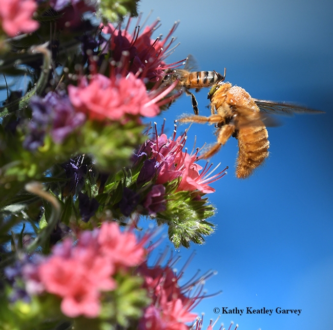 You're crowding me, Ms. Honey Bee! (Photo by Kathy Keatley Garvey)