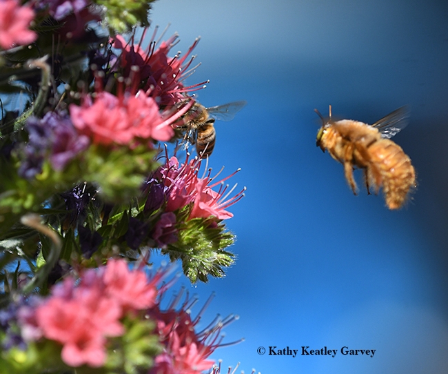 I'm outta here, says the carpenter bee to the honey bee. Take it all, it's yours. (Photo by Kathy Keatley Garvey)