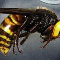 An Asian giant hornet from Blaine, Wash., to be published n the journal, Insect Systematics and Diversity.  (Photo by Allan Smith-Pardo of the USDA)