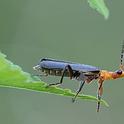 Soldier beetle (family Cantharidae) runs out of room. (Photo by Kathy Keatley Garvey)