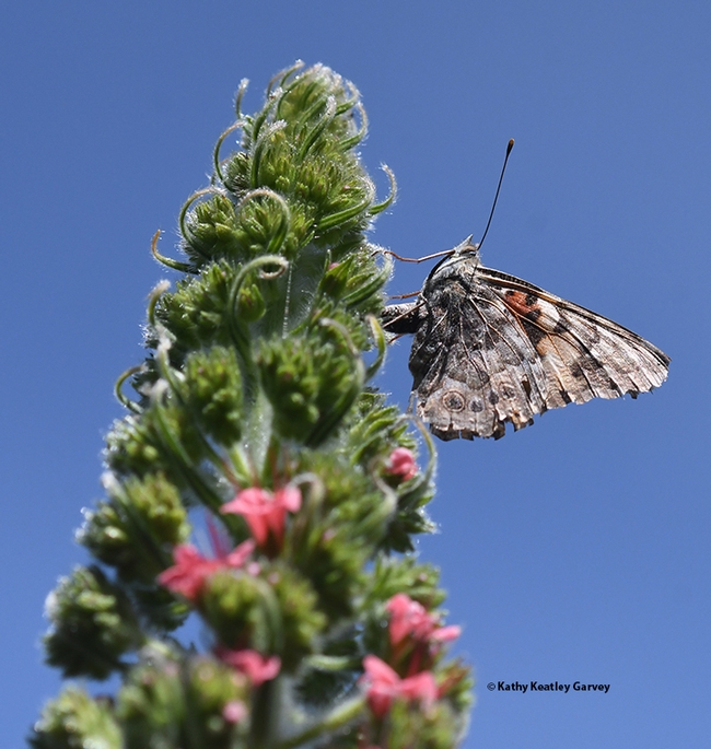 A painted lady, Vanessa cardui, laying her eggs on a tower of jewels, Echium wildpretii, in Vacaville, Calif. (Photo by Kathy Keatley Garvey)