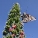 A painted lady, Vanessa cardui, laying her eggs on a tower of jewels, Echium wildpretii, in Vacaville, Calif. (Photo by Kathy Keatley Garvey)