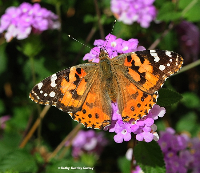This painted lady, Vanessa cardui,  is foraging on lantana in Vacaville, Calif. (Photo by Kathy Keatley Garvey)