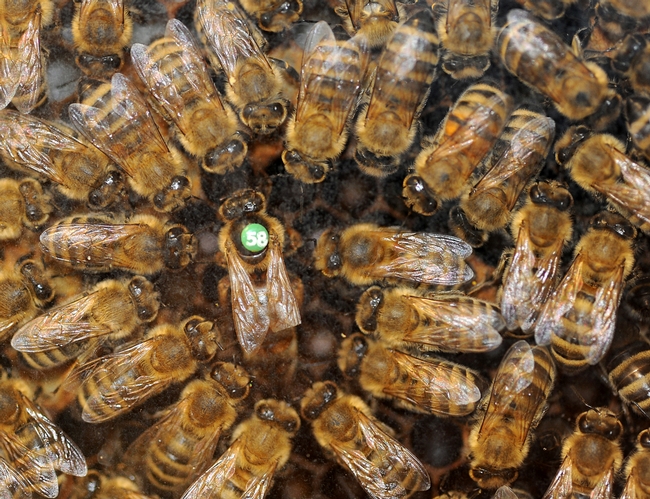 Bee observation hive shows a queen and her court. (Photo by  Kathy Keatley Garvey
