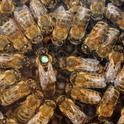 Bee observation hive shows a queen and her court. (Photo by  Kathy Keatley Garvey)