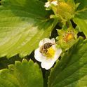Honey bee foraging on strawberry plant in Haagen-Dazs Honey Bee Haven. (Photo by Kathy Keatley Garvey)