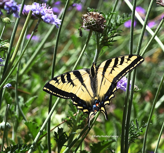 The Western Tiger Swallowtail, Papilio rutulus, foraging in the Ruth Storer Garden in the UC Davis Arboretum and Public Garden. (Photo by Kathy Keatley Garvey)