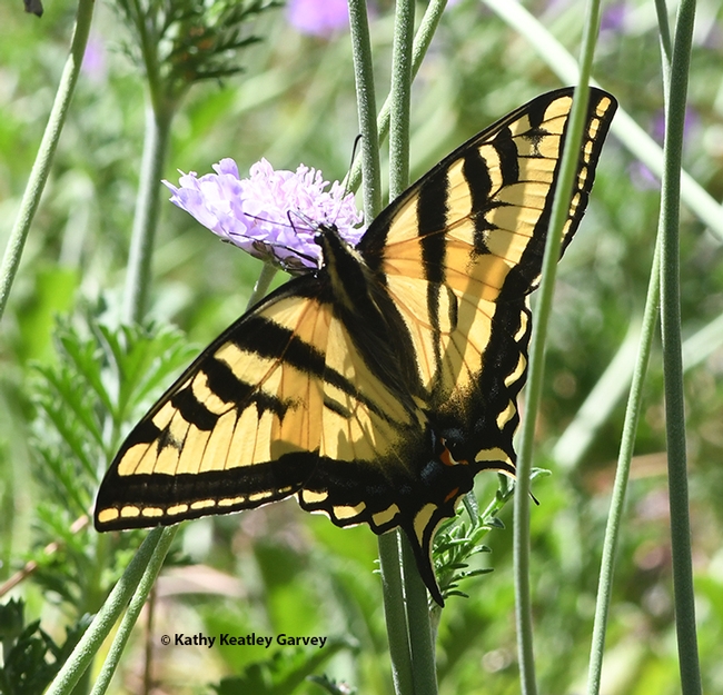 The majestic Western Tiger Swallowtail spreads its wings. (Photo by Kathy Keatley Garvey)