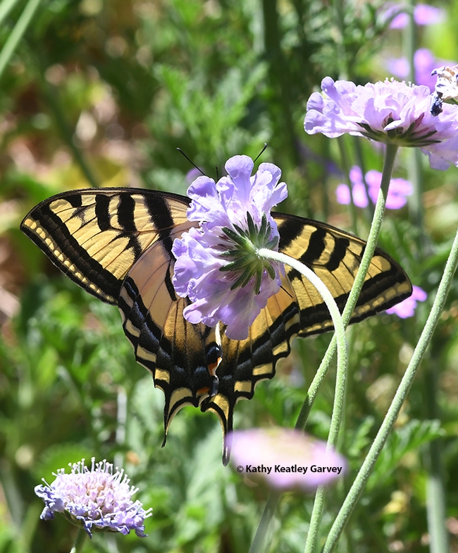 Another view of the majestic Western Tiger Swallowtail in the Ruth Storer Garden, UC Davis Arboretum and Public Garden. (Photo by Kathy Keatley Garvey)