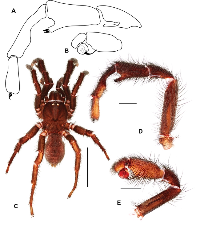 This is the male of the new genus, Cryptocteniza.  (Image by Jason Bond)