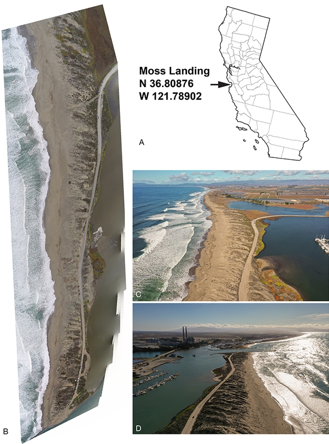 UC Davis professor Jason Bond found the genus on a sandy beach at Moss Landing State Park, Monterey County. (Illustration provided by Jason Bond)