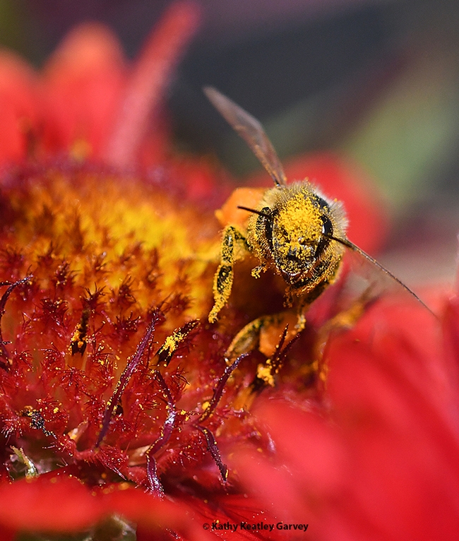 Is that you in there? A honey bee looks up at the photographer as she forages on Gaillardia. (Photo by Kathy Keatley Garvey)