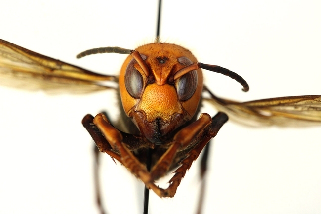 The Asian giant hornet, detected twice in North America last fall: a colony on Vancouver Island, British Columbia (destroyed) and a dead hornet in Blaine, Wash. (Photo courtesy of Washington State Department of Agriculture)