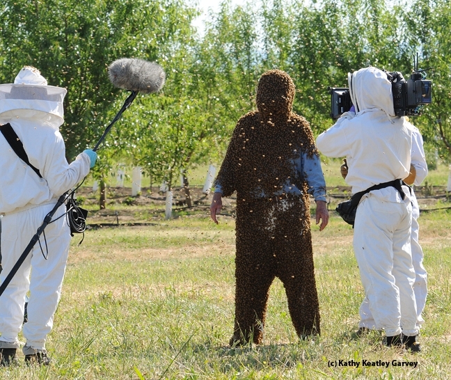 Former professional bee wrangler Norm Gary getting ready for a documentary in 2010. (Photo by Kathy Keatley Garvey)