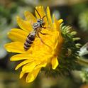 This floral visitor is a cuckoo bee, 