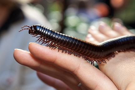 A giant millipede from Africa. (Photo by Norm Gershenz)