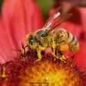 A honey bee dusted with pollen from the blanket flower, Gaillardia, in Vacaville, Calif. (Photo by Kathy Keatley Garvey)