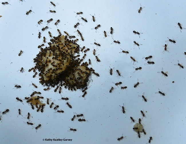 Ants head for food on the UC Davis campus. (Photo by Kathy Keatley Garvey)