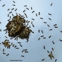 Ants head for food on the UC Davis campus. (Photo by Kathy Keatley Garvey)