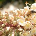 Honey bee foraging on buckeye blossoms. (Photo by Kathy Keatley Garvey)