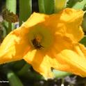 What's pollinating the squash blossom? A squash bee, Peponapis pruinosa, a species of solitary bee in the tribue Eucerini. (Photo by Kathy Keatley Garvey)