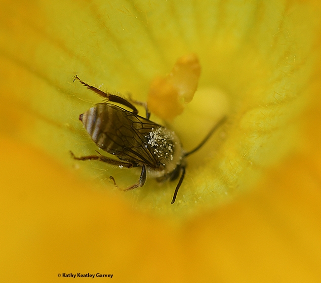 A squash bee, Peponapis pruinosa, dusted with pollen from the crooked-neck squash blossom. (Photo by Kathy Keatley Garvey)