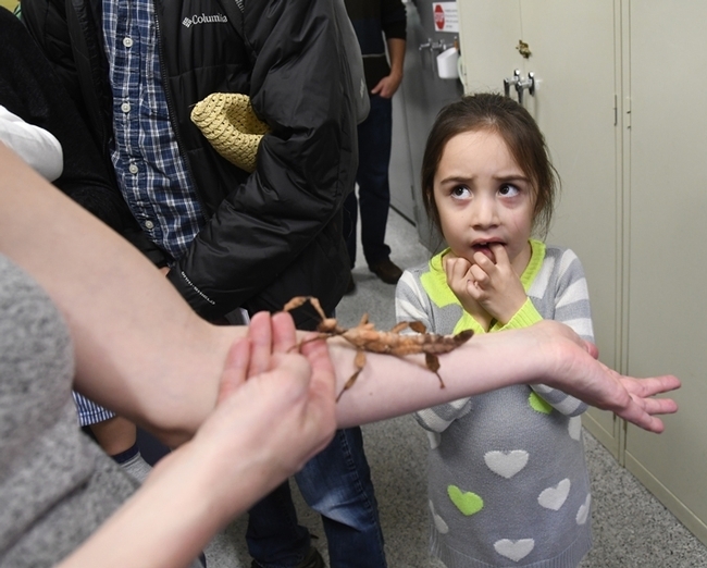 Kira Olmos, 5, of Winters reacts to her first encounter with a stick insect at a Bohart Museum of Entomology open house. This candid image won a silver award in the ACE competition. (Photo by Kathy Keatley Garvey)