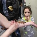 Kira Olmos, 5, of Winters reacts to her first encounter with a stick insect at a Bohart Museum of Entomology open house. This candid image won a silver award in the ACE competition. (Photo by Kathy Keatley Garvey)