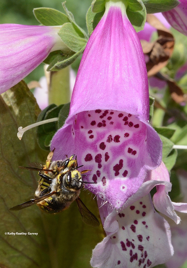 Two European wool carder bees (Anthidium manicatum) find one another on a foxglove. This image was taken in Vacaville, Calif. (Photo by Kathy Keatley Garvey)