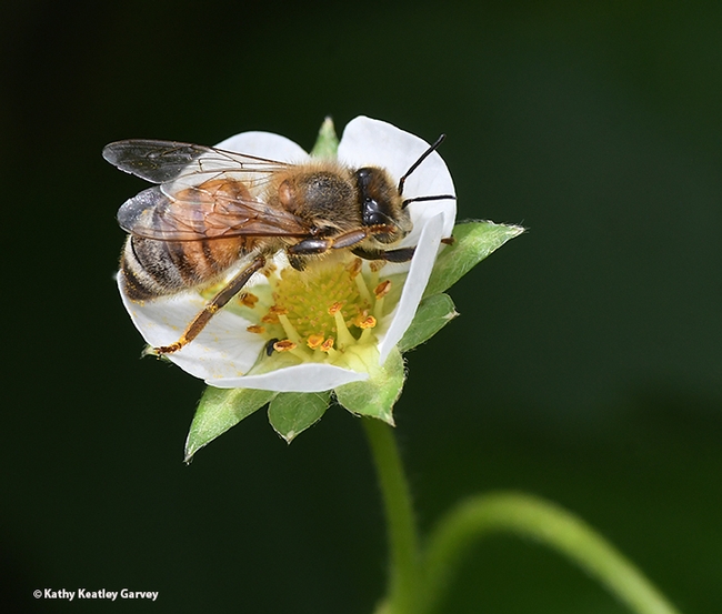 A honey bee struggles to fit inside a strawberry blossom. In the bee world, one size fits all.(Photo by Kathy Keatley Garvey)