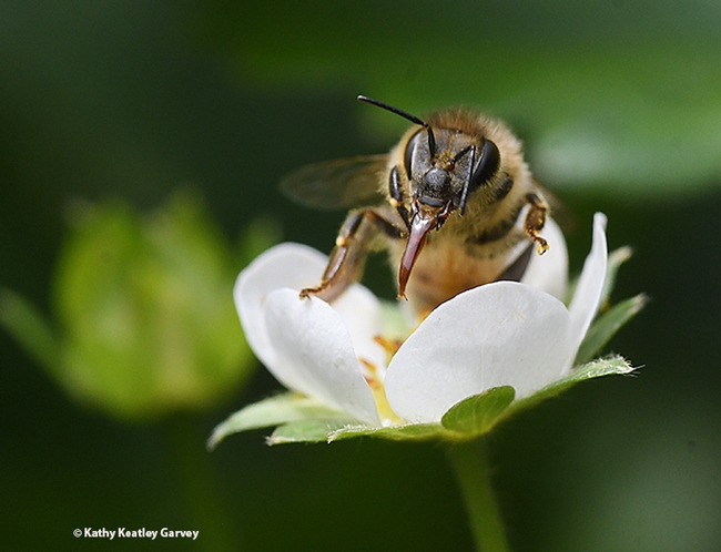 The honey bee thrusts out her proboscis (tongue). (Photo by Kathy Keatley Garvey)