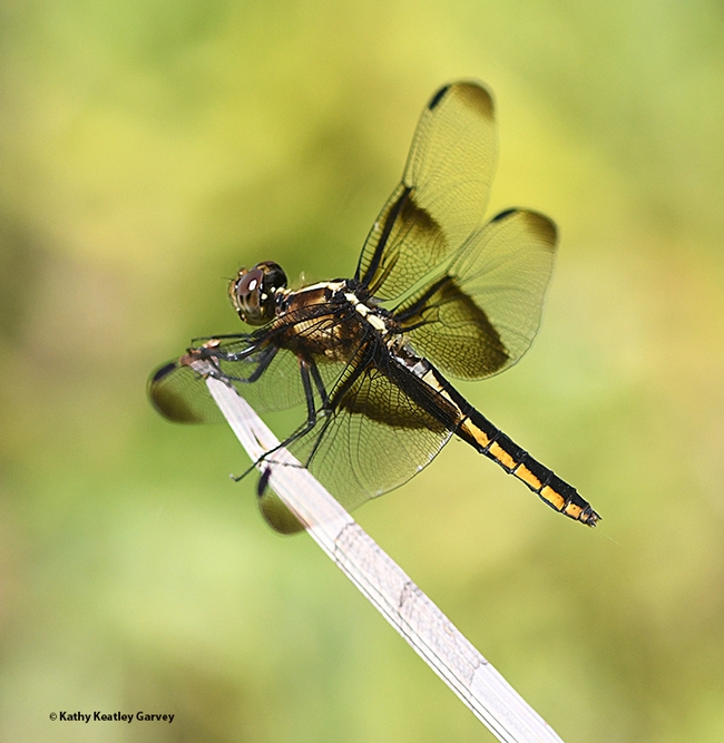 Side view of a female widow skimmer dragonfly (Libellula luctuosa) in the Ruth Risdon Storer Garden, UC Davis Arboretum and Public Garden. (Photo by Kathy Keatley Garvey)