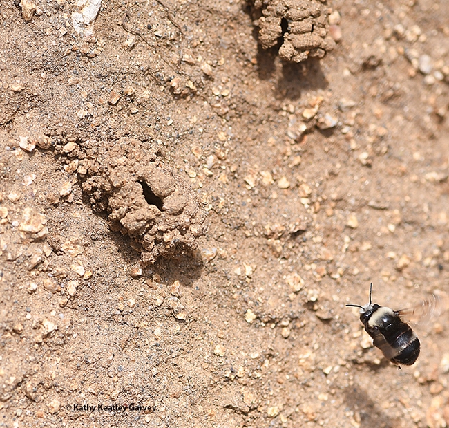 A digger bee, Anthophora bomboides stanfordiana, returning to her nest on the sand cliffs of Bodega Bay. (Photo by Kathy Keatley Garvey)
