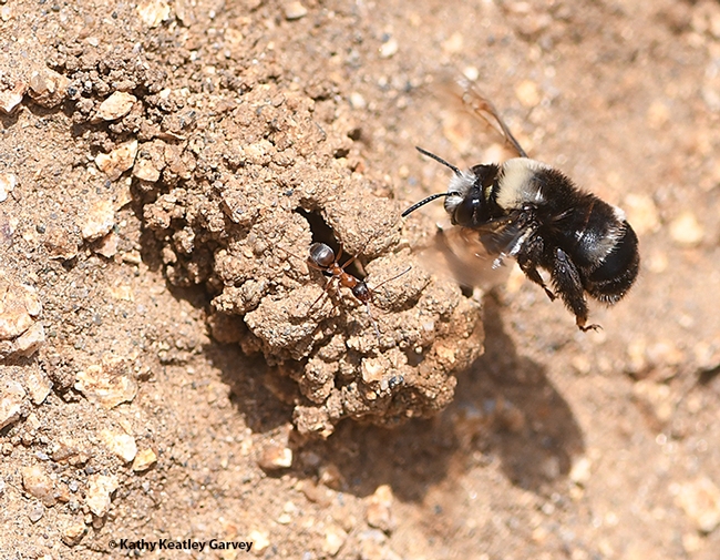 A bee-ant encounter: The  digger bee, Anthophora bomboides stanfordiana, encounters an ant, Formica transmontanis, as identified by ant specialists Phil Ward and Brendon Boudinot of UC Davis. Both species nest on the sand cliffs. (Photo by Kathy Keatley Garvey)