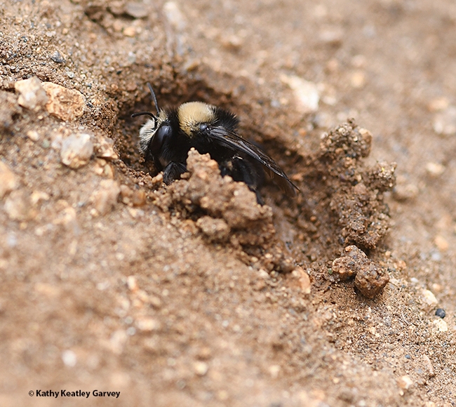 A digger bee, Anthophora bomboides stanfordiana, excavating a nest on the sand cliffs of Bodega Head. (Photo by Kathy Keatley Garvey)