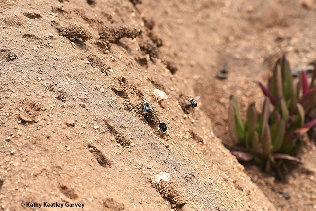 Four digger bees, Anthophora bomboides stanfordiana, appear in this image at Bodega Head. (Photo by Kathy Keatley Garvey)