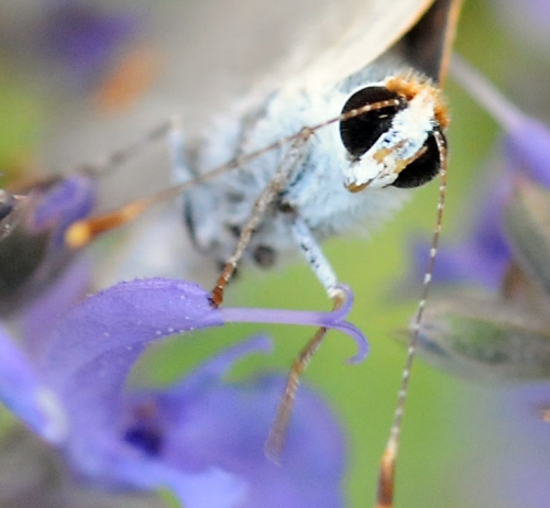 A gray hairstreak butterfly and the photographer go eye-to-eye. (Photo by Kathy Keatley Garvey)