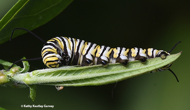 A monarch caterpillar stretches out on a leaf, binge eating. (Photo by Kathy Keatley Garvey)