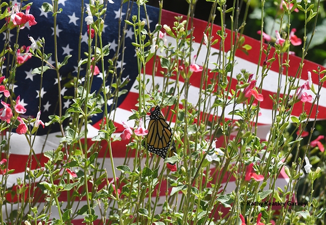 A monarch butterfly, Danaus plexippus, eclosed today (July 3) and is drying its wings on Hot Lips salvia, Salvia microphylla. (Photo by Kathy Keatley Garvey)