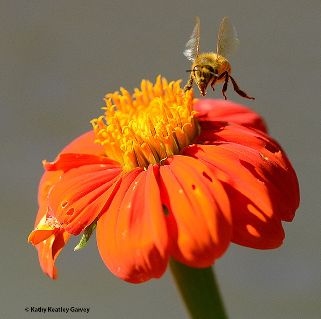 A honey bee heads toward a Mexican sunflower, Tithonia rotundifolia, in Vacaville, Calif. (Photo by Kathy Keatley Garvey)