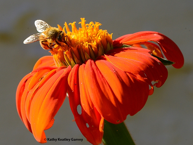 Ah, this Mexican sunflower is all mine. (Photo by Kathy Keatley Garvey)