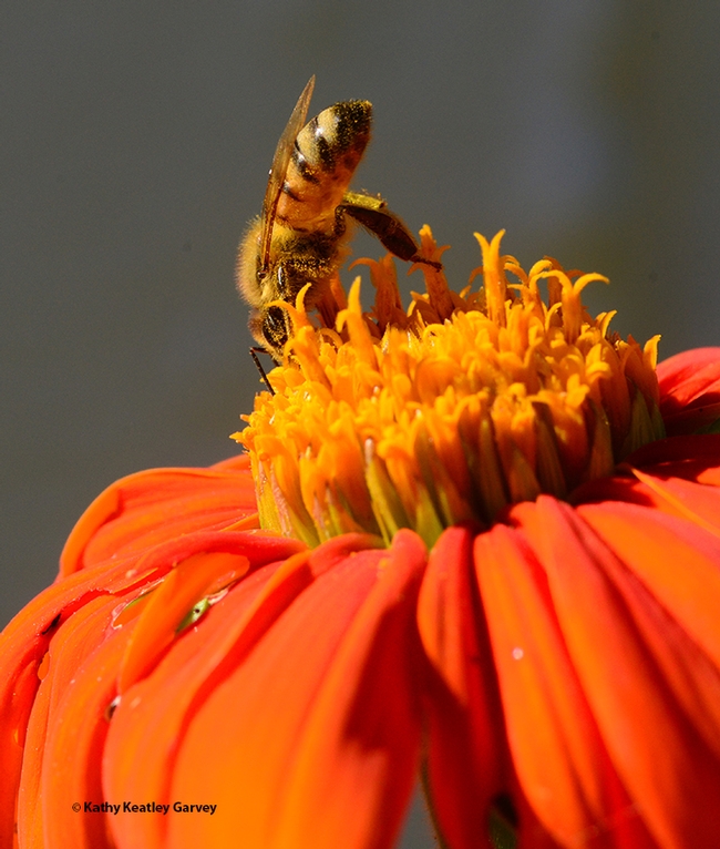 It pays to keep a lookout while you're foraging on the ever-popular Mexican sunflower, genus Tithonia. (Photo by Kathy Keatley Garvey)