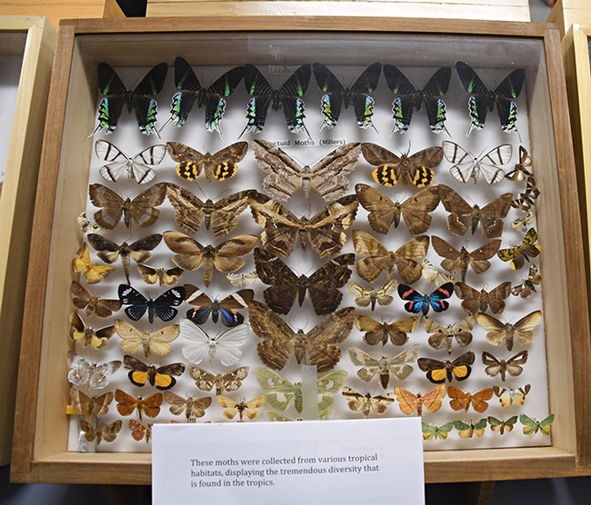 You will learn about amazing moths at the Bohart Museum of Entomology's Virtual Moth Open House from 1 to 2 p.m., Saturday, July 25. (Photo by Kathy Keatley Garvey)