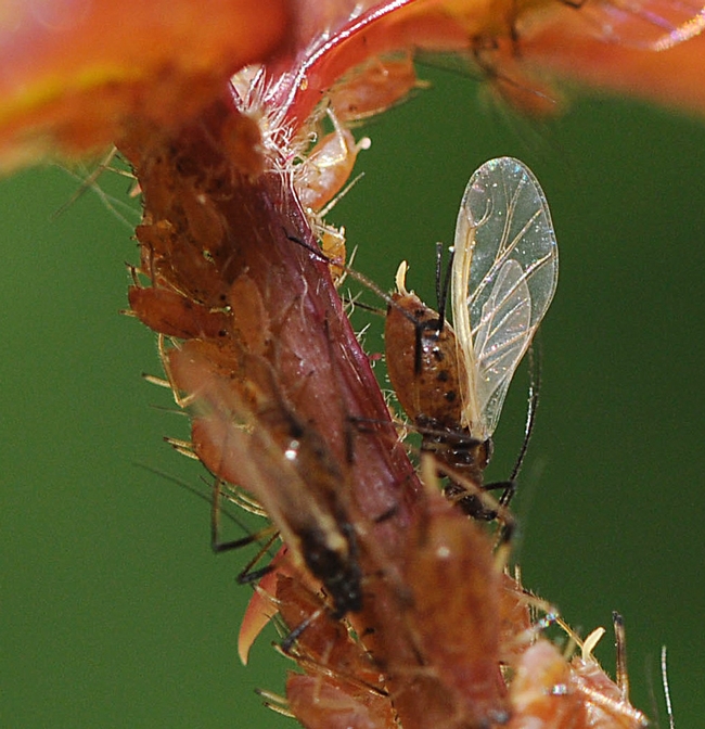 Gary Felton will speak on plant-herbivore interactions at the Thomas and Nina Leigh Distinguished Alumni Seminar. These are aphids on a rose. (Photo by Kathy Keatley Garvey)