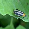 Jasmin Ramirez Bonilla targets the Western striped cucumber beetle, Acalymma trivittatum. (Photo by Jasmin Ramirez Bonilla)