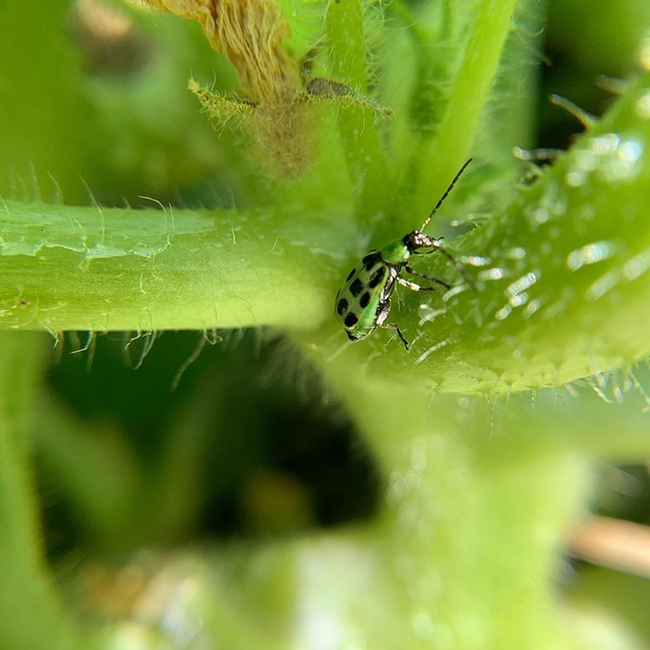 UC Davis graduate student Jasmin Ramirez Bonilla also targets the Western spotted cucumber beetle, Diabrotica undecimpunctata undecimpunctata--a milder pest but still a pest of melons. (Photo by Jasmin Ramirez Bonilla)