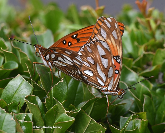 The Gulf Fritillary is an orangish-reddish butterfly with silver underwings. (Photo by Kathy Keatley Garvey)