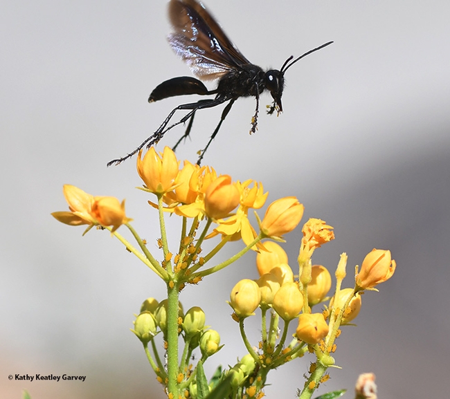 This wasp, a species of Podalonia, flies off a tropical milkweed at the UC Davis Arboretum and Public Garden with a load of pollinia, a packet of sticky golden pollen grains. (Photo by Kathy Keatley Garvey)