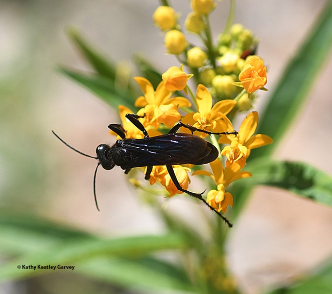 A Podalonia wasp nectars on tropical milkweed at the UC Davis Arboretum and Public Garden. (Photo by Kathy Keatley Garvey)