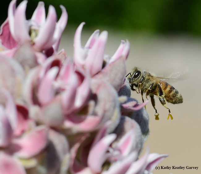 Note the gold, wishboned-shaped  pollinia on the honey bee's feet as she heads for more showy milkweed. (Photo by Kathy Keatley Garvey)